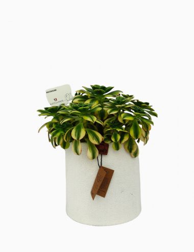 Aéonium Florescens Pots